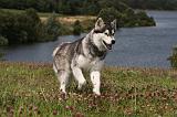 ALASKAN MALAMUTE 735
